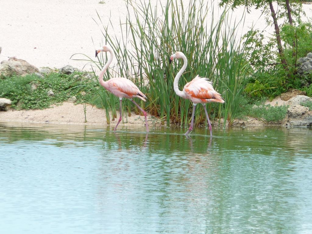 Blue Bay Beach Villa At Pool And Golfcourse Εξωτερικό φωτογραφία
